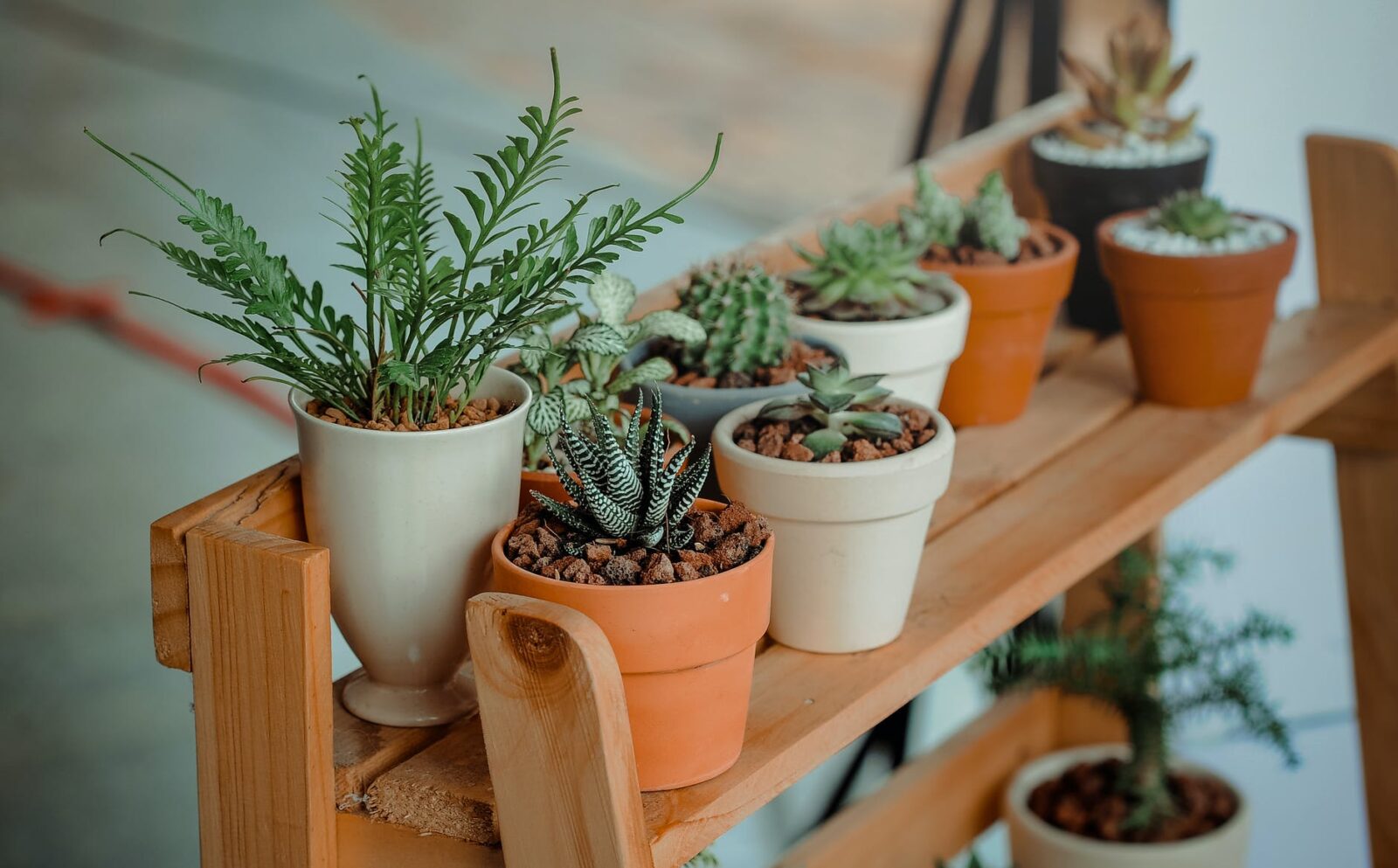 Houseplants on a wooden shelf