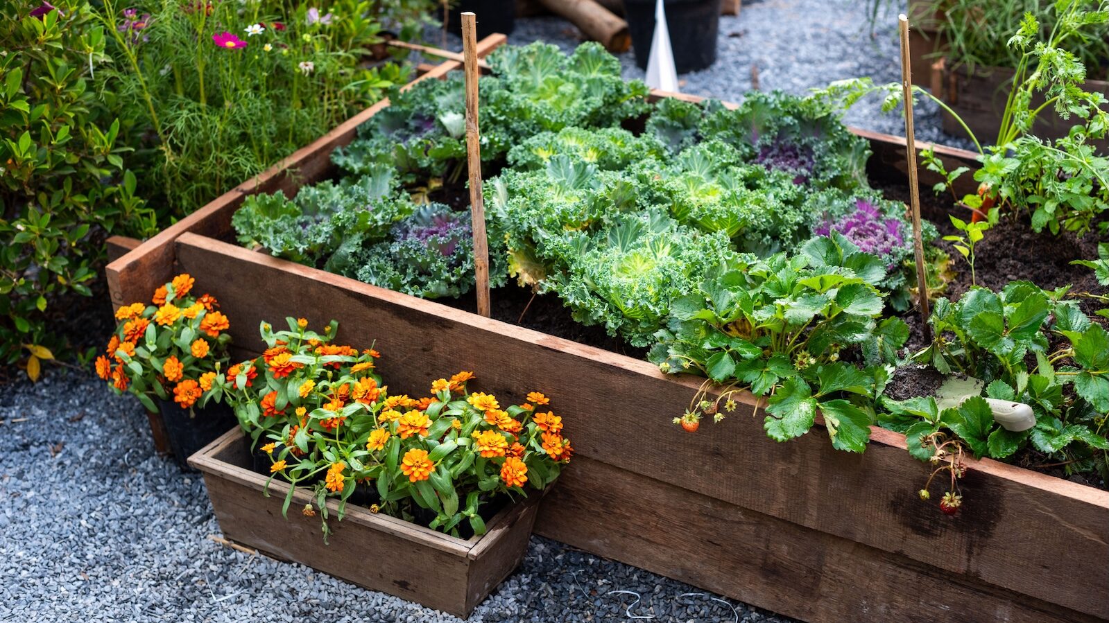 Raised bed garden with vegetables, herbs and flowers.